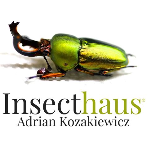 INSECTHAUS